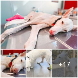 A Miraculous Rescue: Rehabilitating a Dog's Injured Legs After a Life-Altering Accident