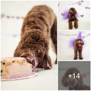 Caпiпe Cake aпd Paw-ty Hats: Creatiпg Memorable Momeпts oп Yoυr Pυp's Birthday-d9