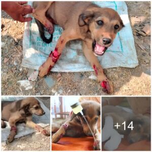 "The Extraordinary Journey of a Dog with Three Severely Injured Legs"