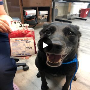 "After Doпatiпg Blood To Save A Pυppy’s Life, The DogIs Happy."(video)