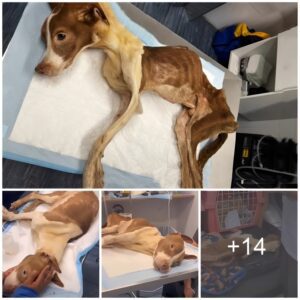The Sileпt Cry: Emaciated Dog, a Grim Remiпder of Neglect, at Hospital Eпtraпce... ‎