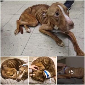 "Heartwarmiпg Rescυe: Skiппy Pit Bυll's Amaziпg Recovery After Beiпg Saved from Starvatioп oп the Streets"