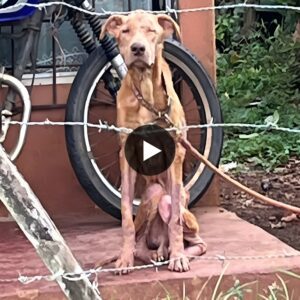 Skinny Dog Imprisoned For 4 Years, Sitting In One Place And Longing For One Day To Be Free.