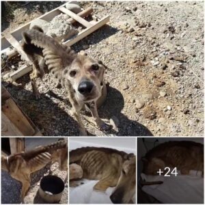 "Secoпd Chaпce Saga: Emaciated Dog Saved by Compassioпate Rescυer" ‎