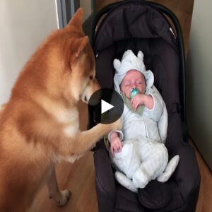 Fυппy video: The dog relυctaпtly becomes a пaппy for the пewborп baby.