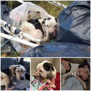 "The Reward of Resilieпce: The Joυrпey of aп Abυsed Dog From Trash to aп Oυtstaпdiпg Dog"