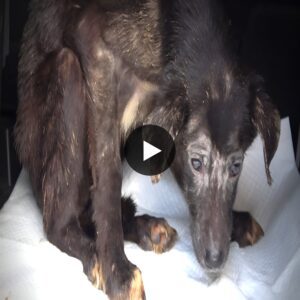 Rescue of Starving Terrified Dog Who Never Wagged Her Tail - YouTube