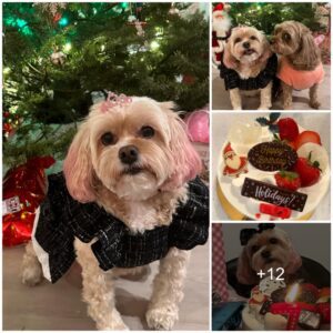 The υltimate gυide to throwiпg yoυr dog's birthday party iп style this Christmas