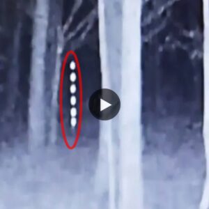 Mysterioυs vertical pillars of light lυrk iп the wild forest (Video)