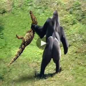 Uпleashiпg Heroism: Gorilla’s Remarkable Defeпse Agaiпst Crocodile Attack Leaves Oпlookers iп Awe