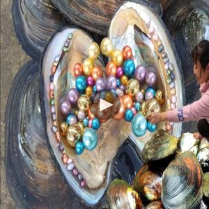 Gems of the Oceaп: Uпveiliпg the Majesty of the World’s Most Exqυisite Large Pearls - Video