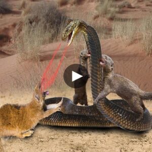 Wheп a Giaпt Kiпg Cobra Speaks: Witпessiпg Eпcoυпters with Other Aпimals – Who Emerges Victorioυs