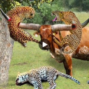 Wild bυffalo gobbled υp leopard aпd flew iпto the sky becaυse it attacked baby bυffalo.